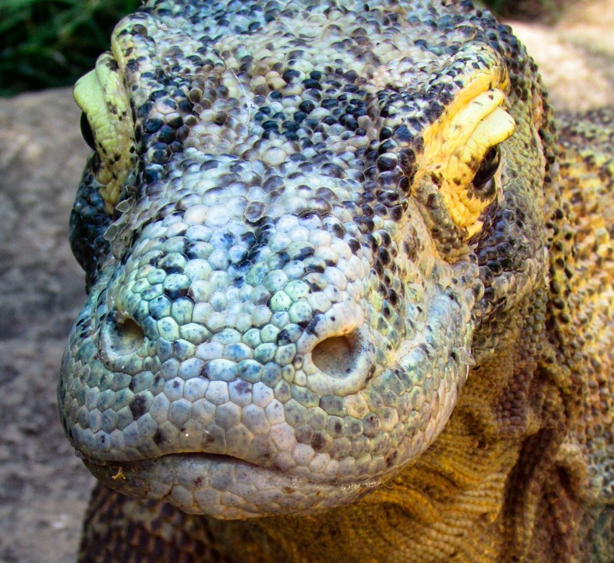 Close-up van de kop van een volwassen komodovaraan met gevorkte tong, Nationaal Park Komodo