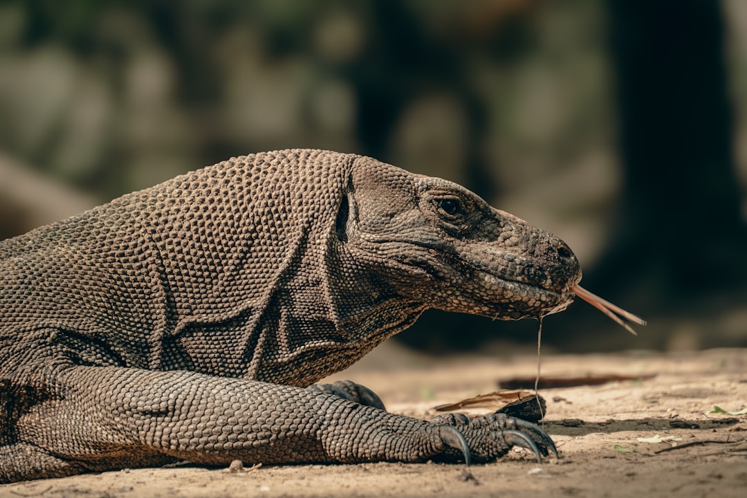 Komodo Island