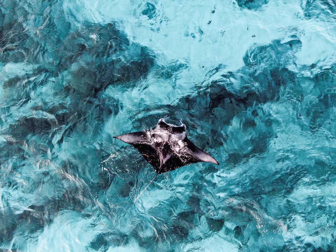 Manta Point