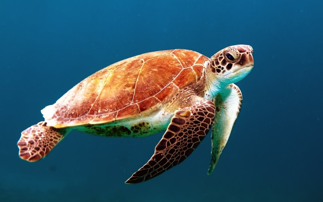 Turtle Bay